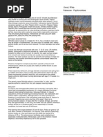 Download Gliricidia_sepium by Jhon Andris SN98714545 doc pdf