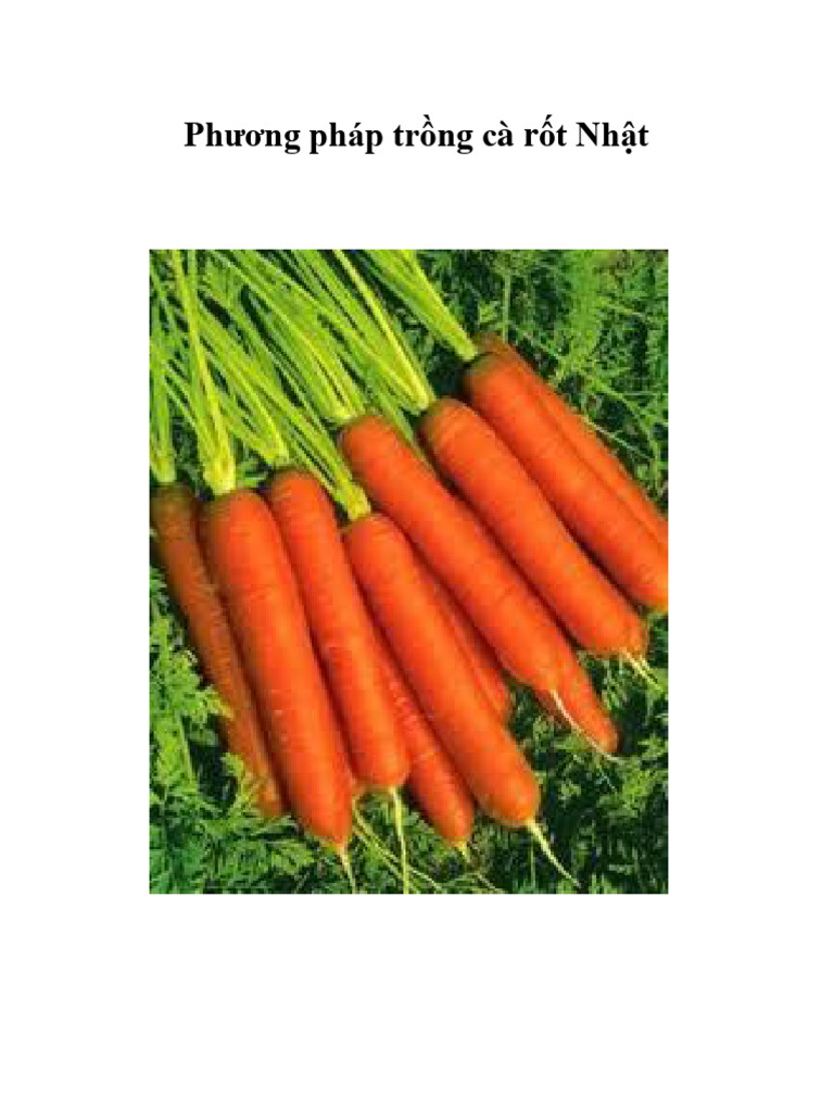 Phương Pháp Trồng Cà Rốt Nhật | PDF