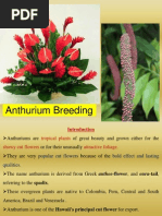 Download Anthurium Breeding ppt by S Y Chandrashekar by Chandra Shekar SN98718449 doc pdf