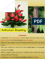 Anthurium Breeding PPT by S Y Chandrashekar