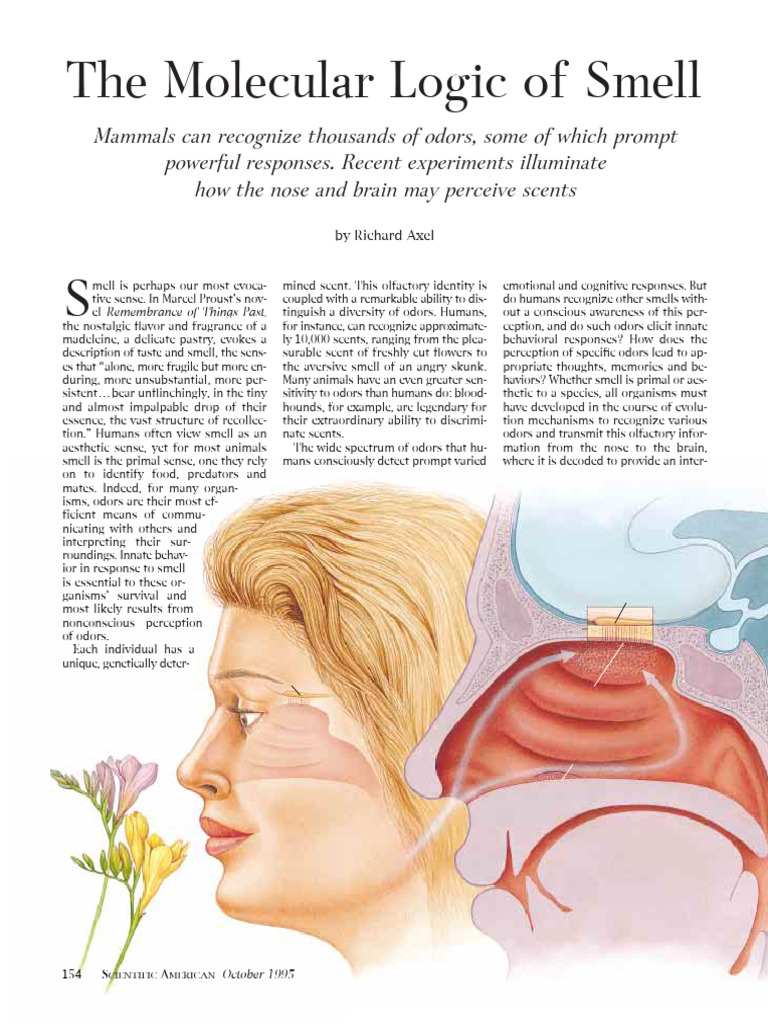 The Science of Smell and Odor Perception | PDF | Odor | Brain