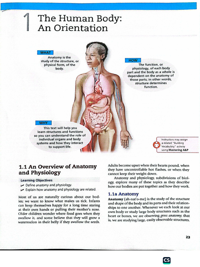 Anatomy of A Human Body | PDF