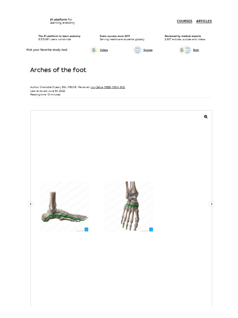 Arches of The Foot - Anatomy - Kenhub | PDF | Foot | Human Anatomy