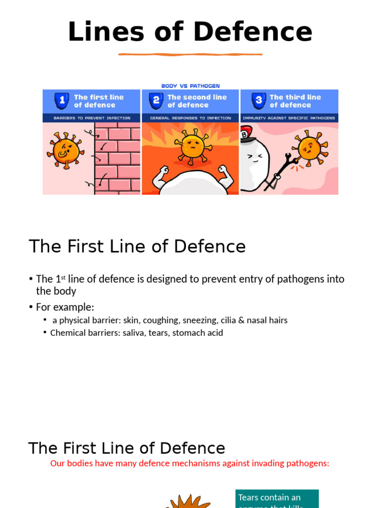 Lines of Defence & Immunity | PDF | Antibody | Immune System