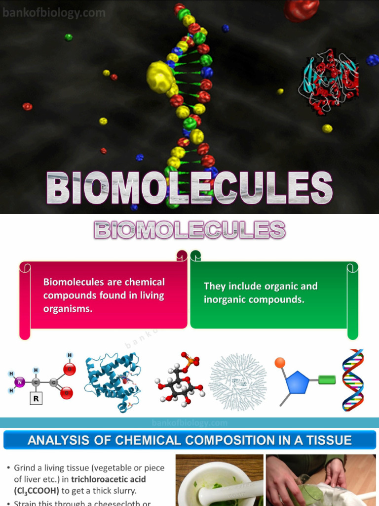 9 Biomolecules - Picture Slides - Demo - PPTX - Google Slides | PDF