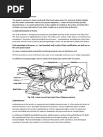 Prawn External Morphology Overview | PDF