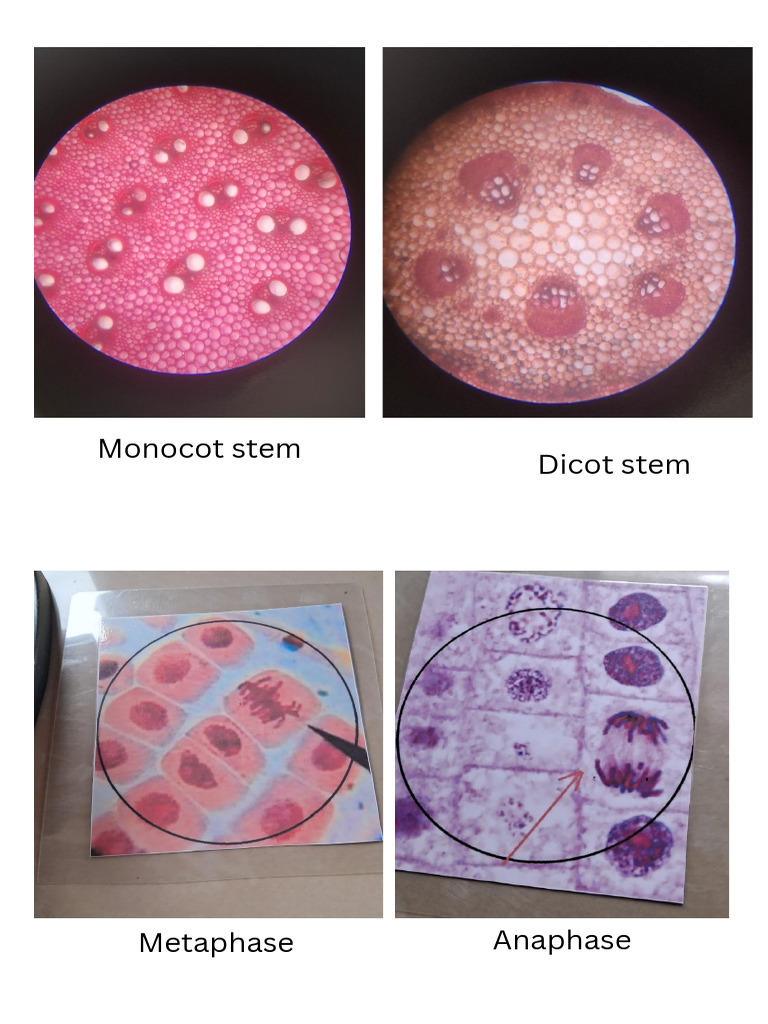 Monocot Stem - 20251224 - 142335 - 0000 | PDF