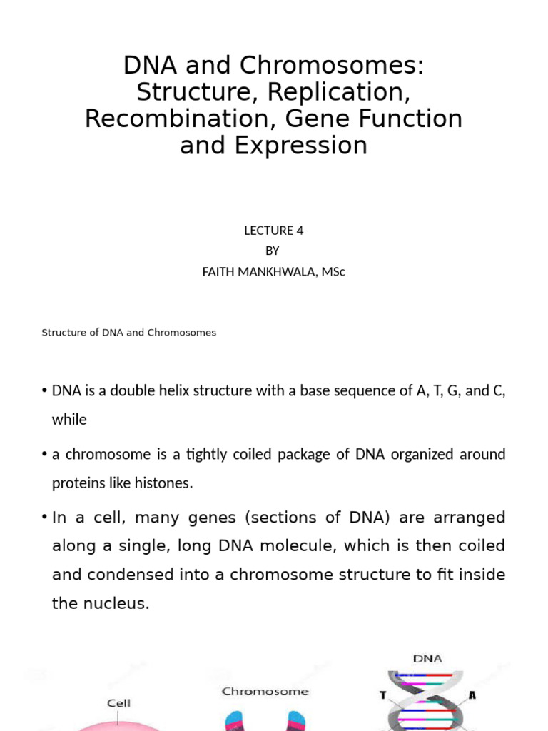LECTURE 4-DNA and Chromosomes | PDF | Dna | Dna Replication