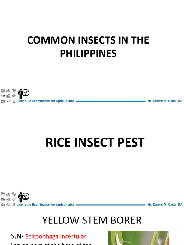 Insects in The Philippines | PDF | Pest (Organism) | Rice