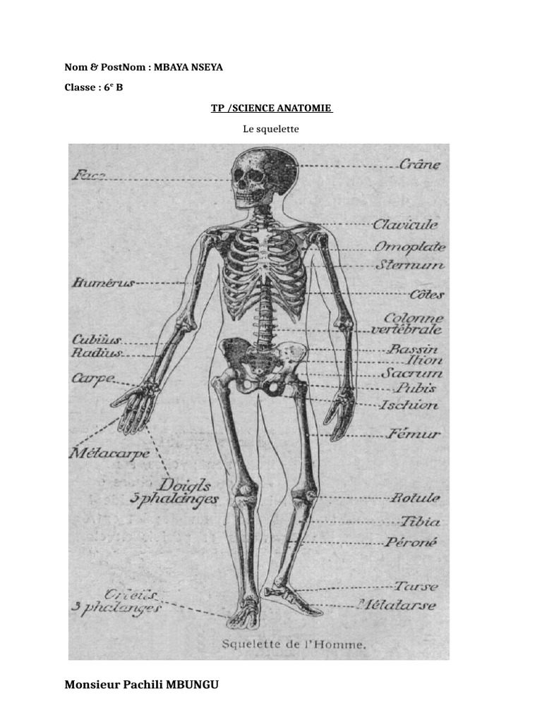 Anatomie | PDF