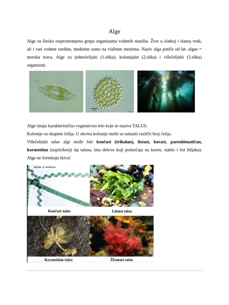 ALGE Razdeli | PDF