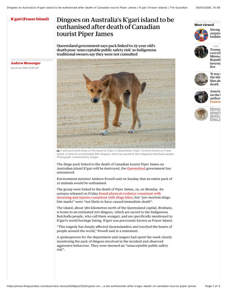 Dingoes on Australia’s K’Gari Island to Be Euthanised After Death of ...
