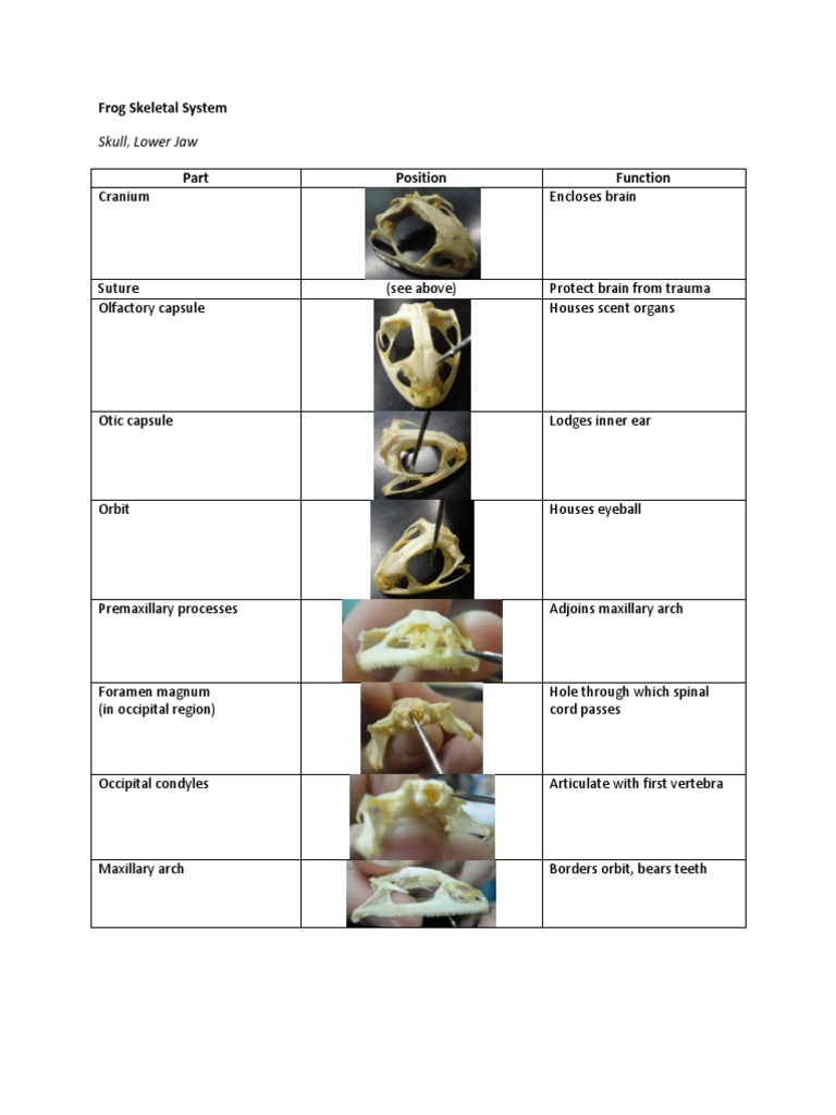 Frog Dissection: Skeletal and Muscular Systems | Vertebra | Skull