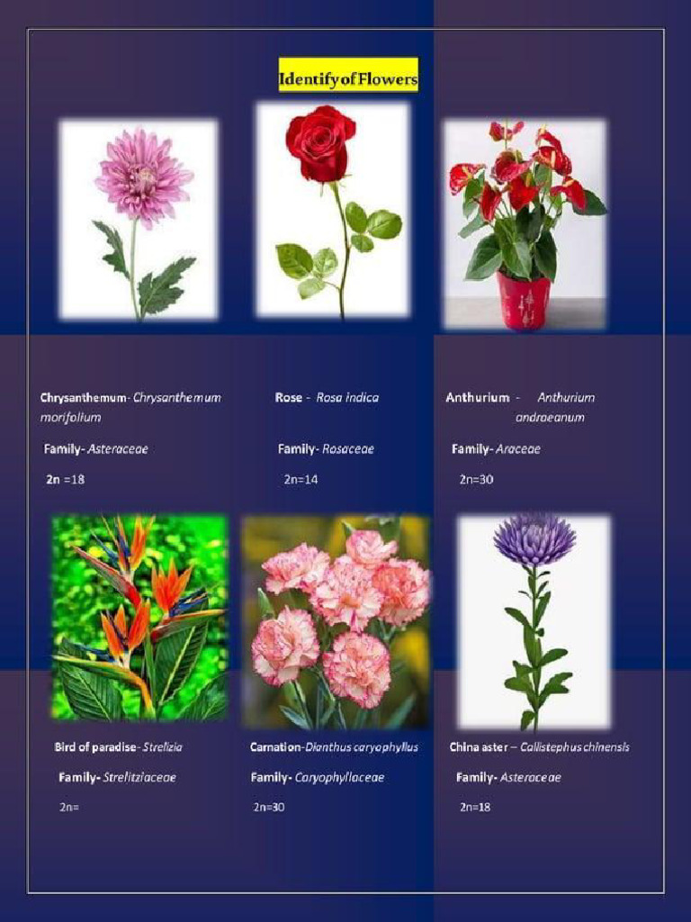 Flower Identification2 | PDF