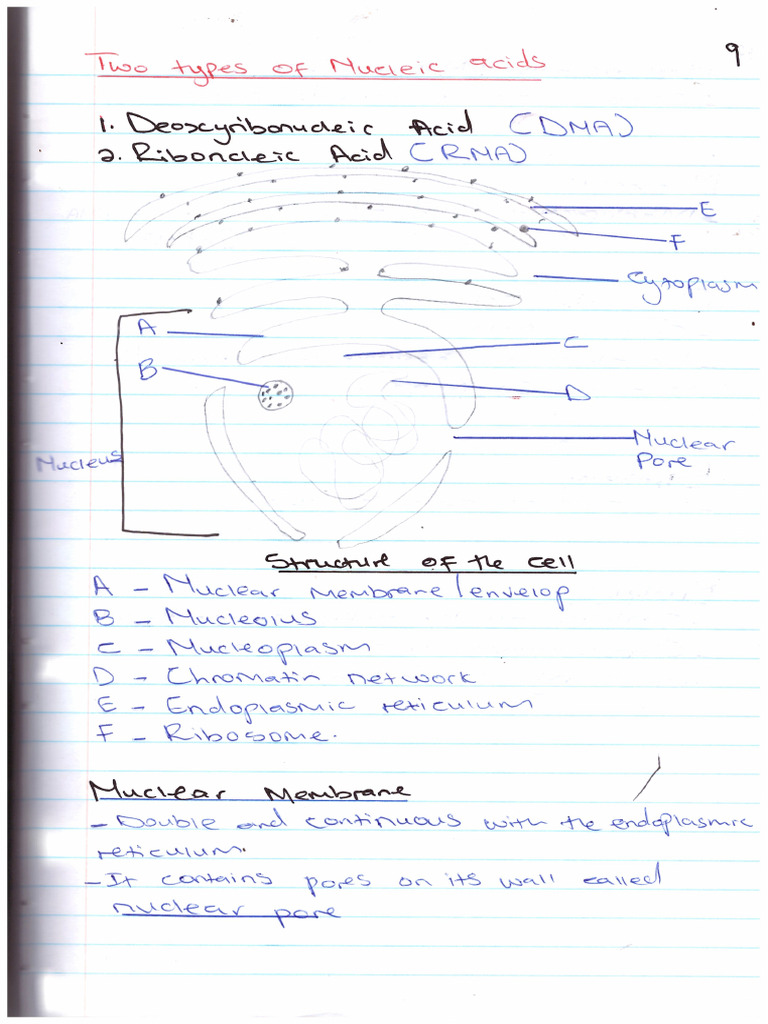 DNA Notes | PDF