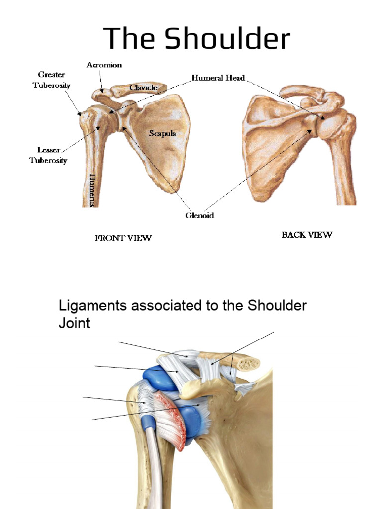 WK 3 and 4 - The Shoulder Student Notes | PDF | Shoulder | Anatomical ...