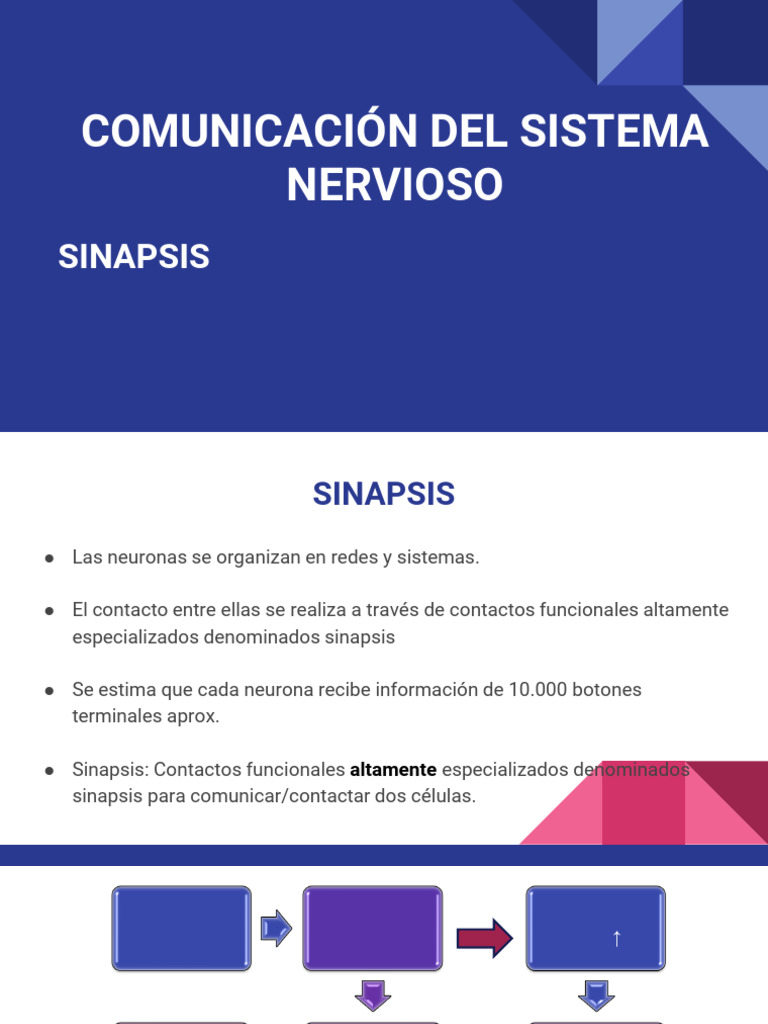 SINAPSIS | PDF | Sinapsis | Neurona