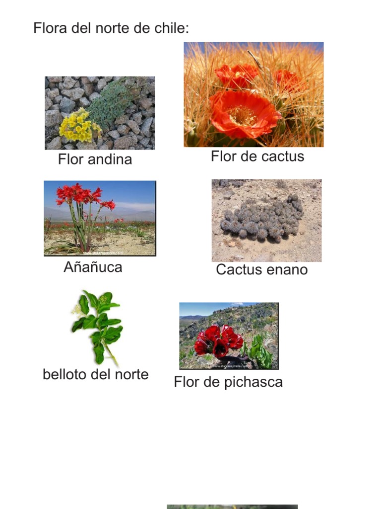 Flora y fauna del norte de Chile | PDF