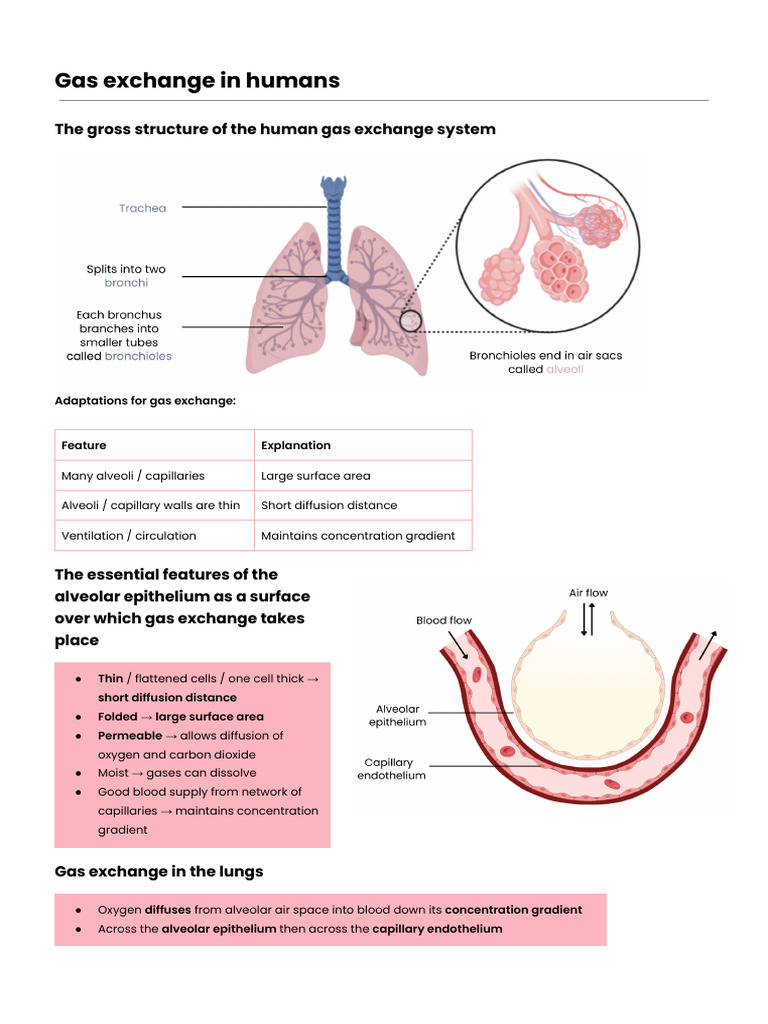 Topic 3 NEW Gas Exchange Part 2 Humans | PDF | Breathing | Lung