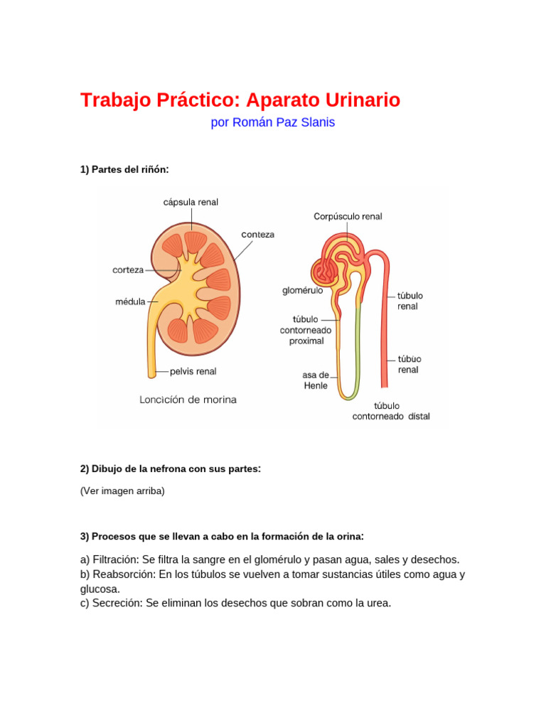 Trabajo Practico Aparato Urinario Roman Paz Slanis V2 | PDF