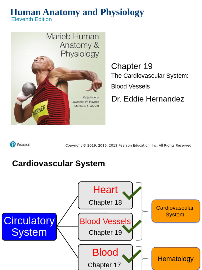 AP2 Chapter 19 The Blood Vessels | PDF | Artery | Vein