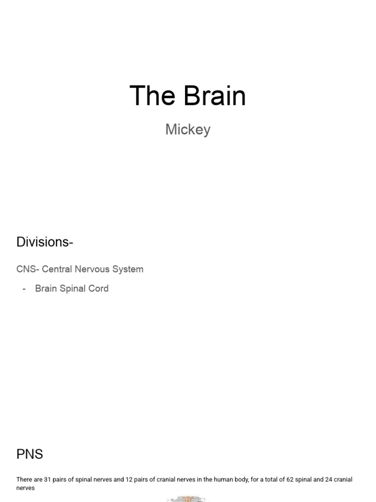 The Brain | PDF