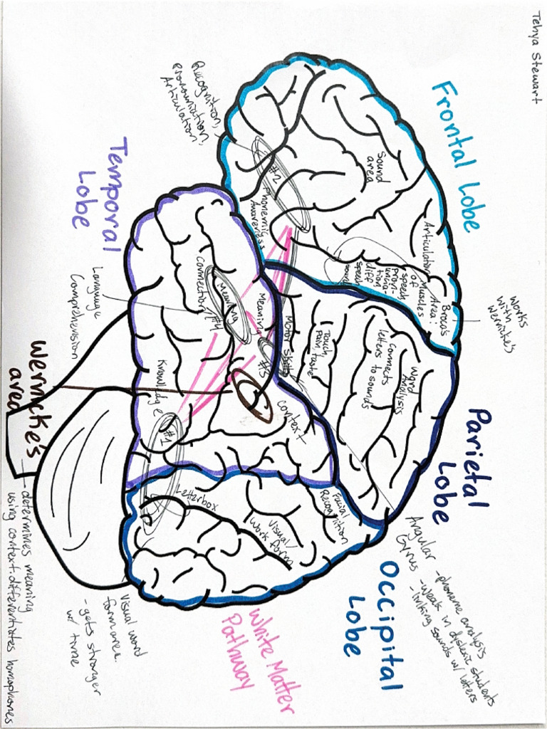 The Reading Brain 1 | PDF