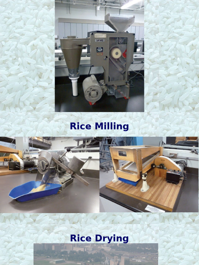 Rice Production Lecture 12 | PDF