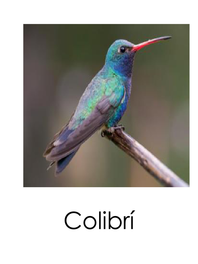Colibrí | PDF