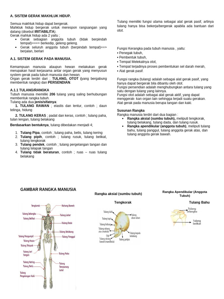 Sistem Gerak | PDF