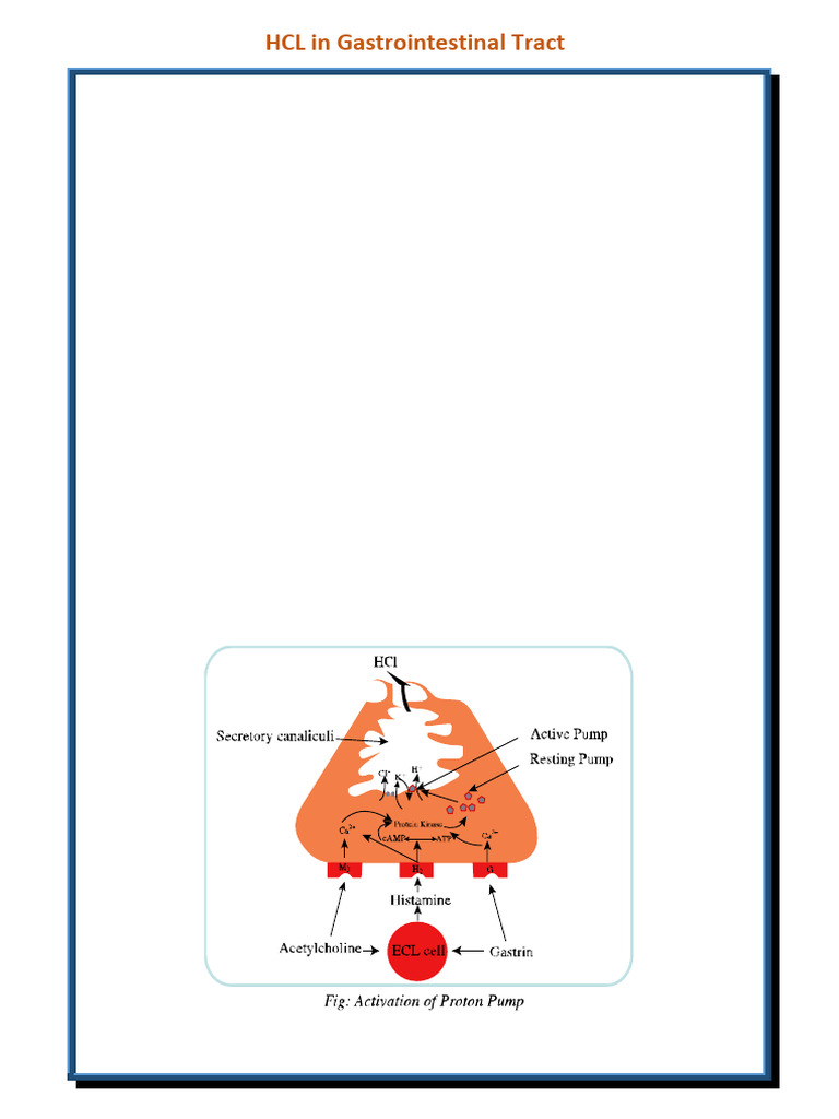 HCL in Gastrointestinal Tract-D | PDF | Physiology | Biochemistry
