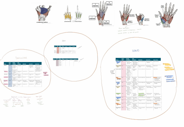Arm, Shoulder, Hand Condensed Notes | PDF