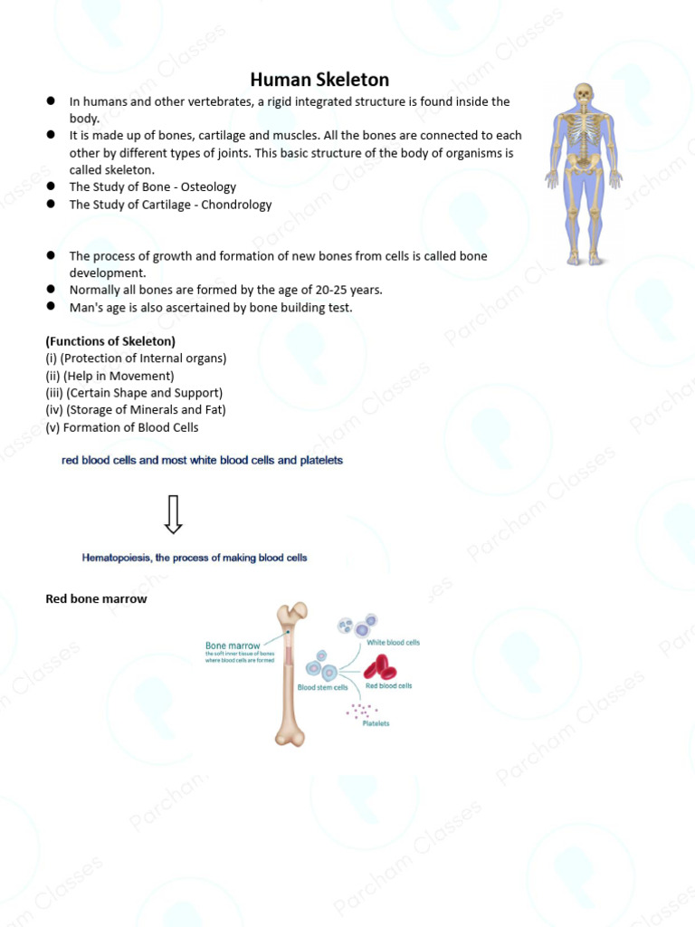 Lecture 09 - Human Skeleton | PDF | Skeleton | Bone