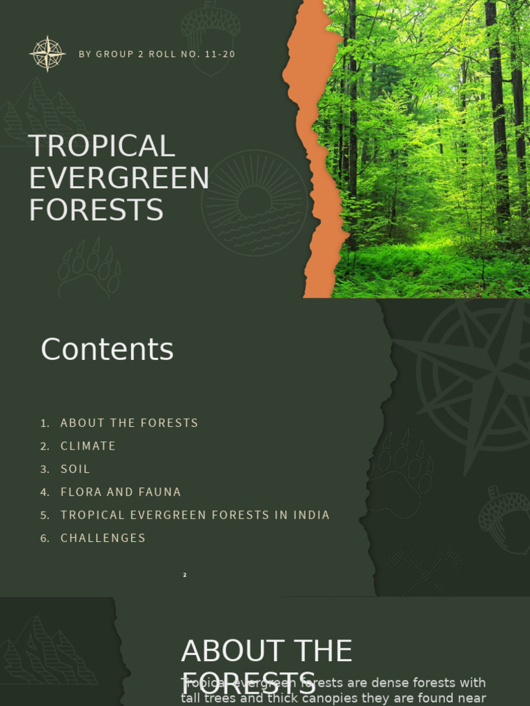 Tropical Evergreen Forests | PDF | Forests | Deforestation