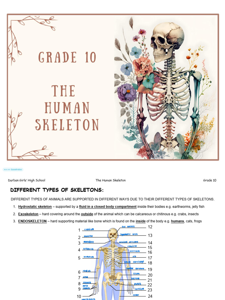 2025 SKELETON Learner iPad Notes KS | PDF | Vertebra | Skull