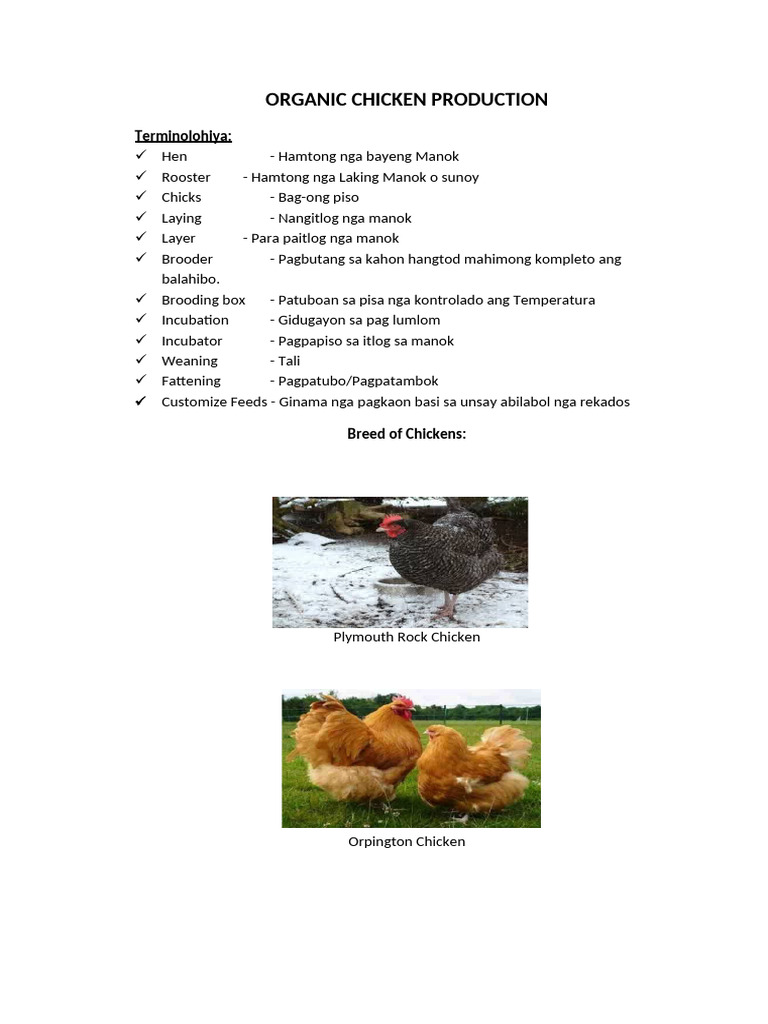 Organic Chicken Production | PDF