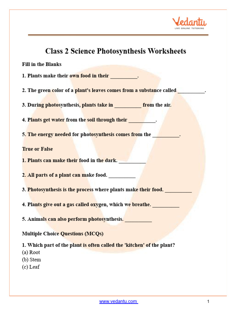Term 1 NST Grade 6 Photosynthesis | PDF | Plants | Photosynthesis