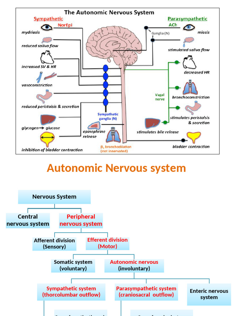 Autonomic Nervous System (ANS) | PDF | Autonomic Nervous System | Motor ...