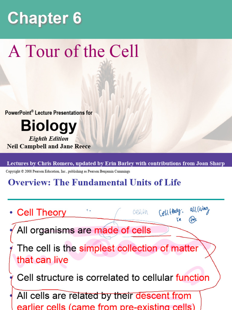 06 Lecture Presentation | PDF | Endoplasmic Reticulum | Cytoskeleton