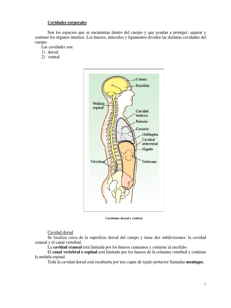 Cavidades del Cuerpo Humano | PDF | Pelvis | Abdomen