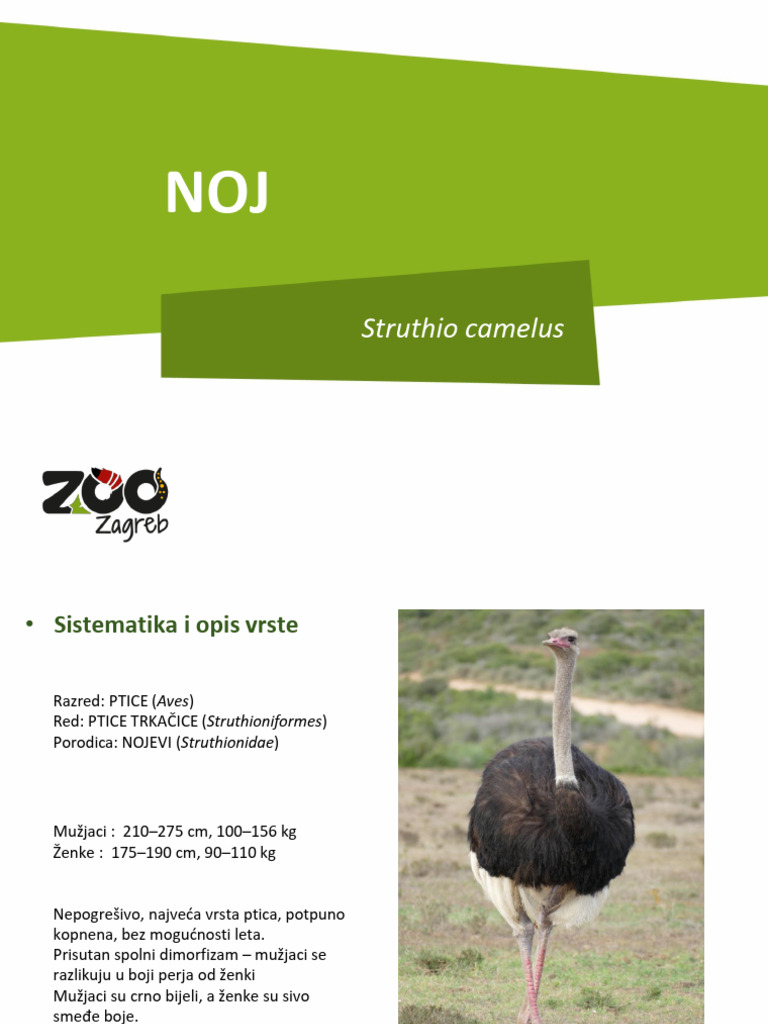 Struthio Camelus | PDF