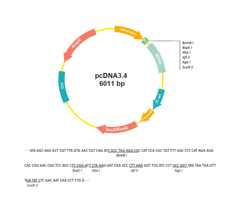 pcDNA3 4 | PDF