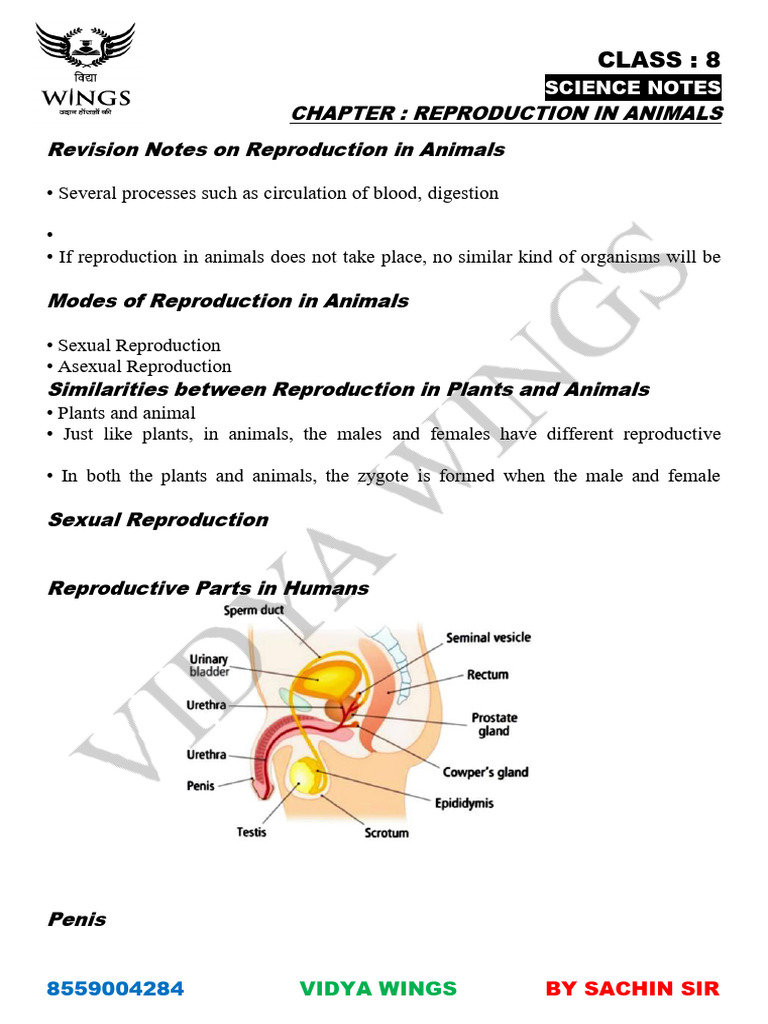 Reproduction in Animals | PDF | Reproductive System | Fertilisation