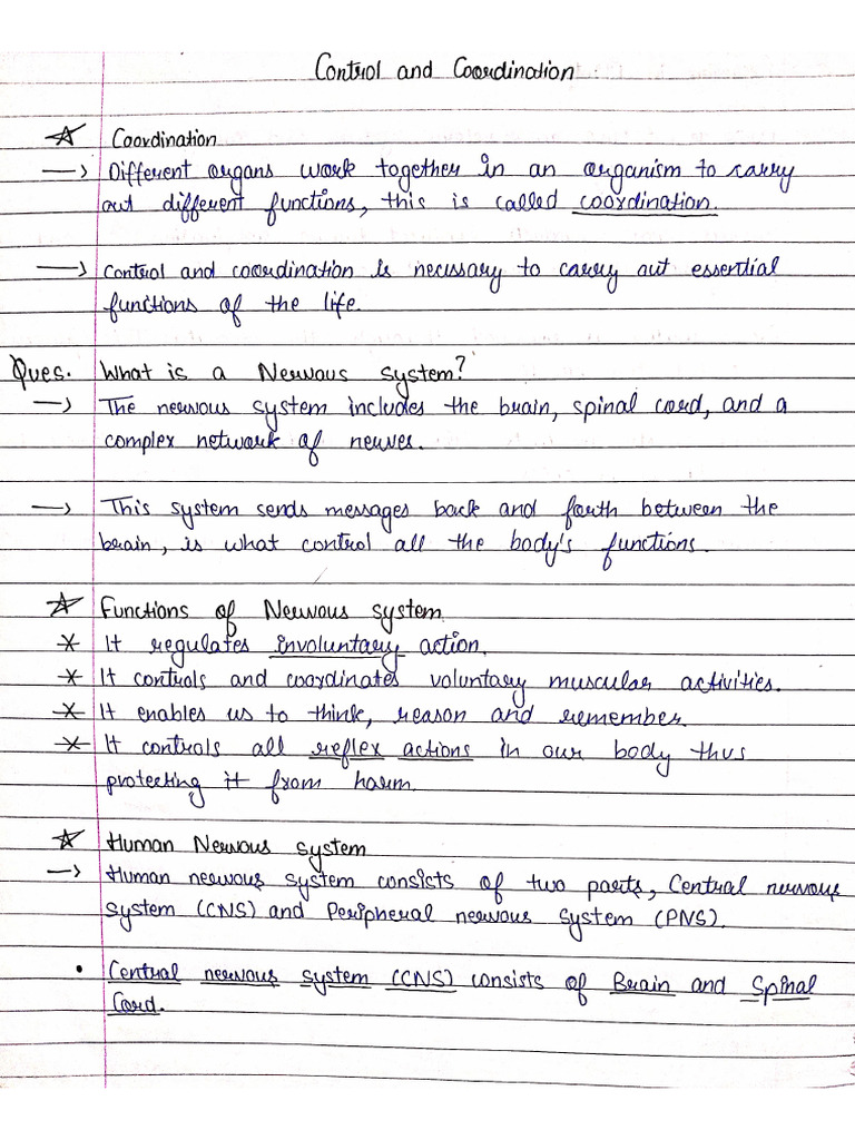 Human Brain Notes | PDF