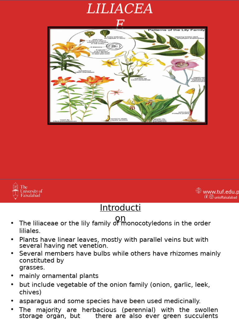 Liliaceae | PDF