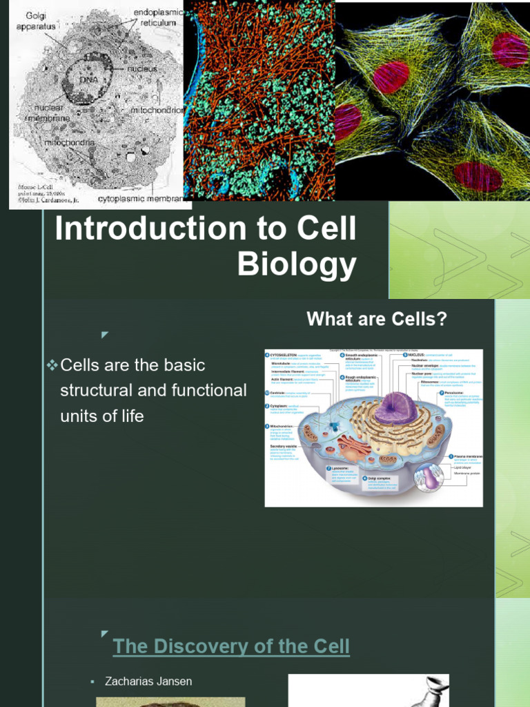 Introduction To Cell Biology | PDF | Cell (Biology) | Eukaryotes