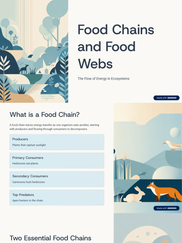 Food Chains and Food Webs | PDF | Food Web | Foods