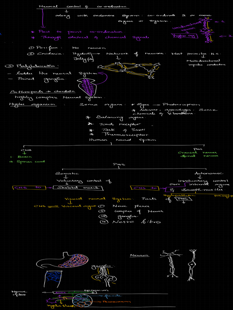 RM03 Neural | PDF