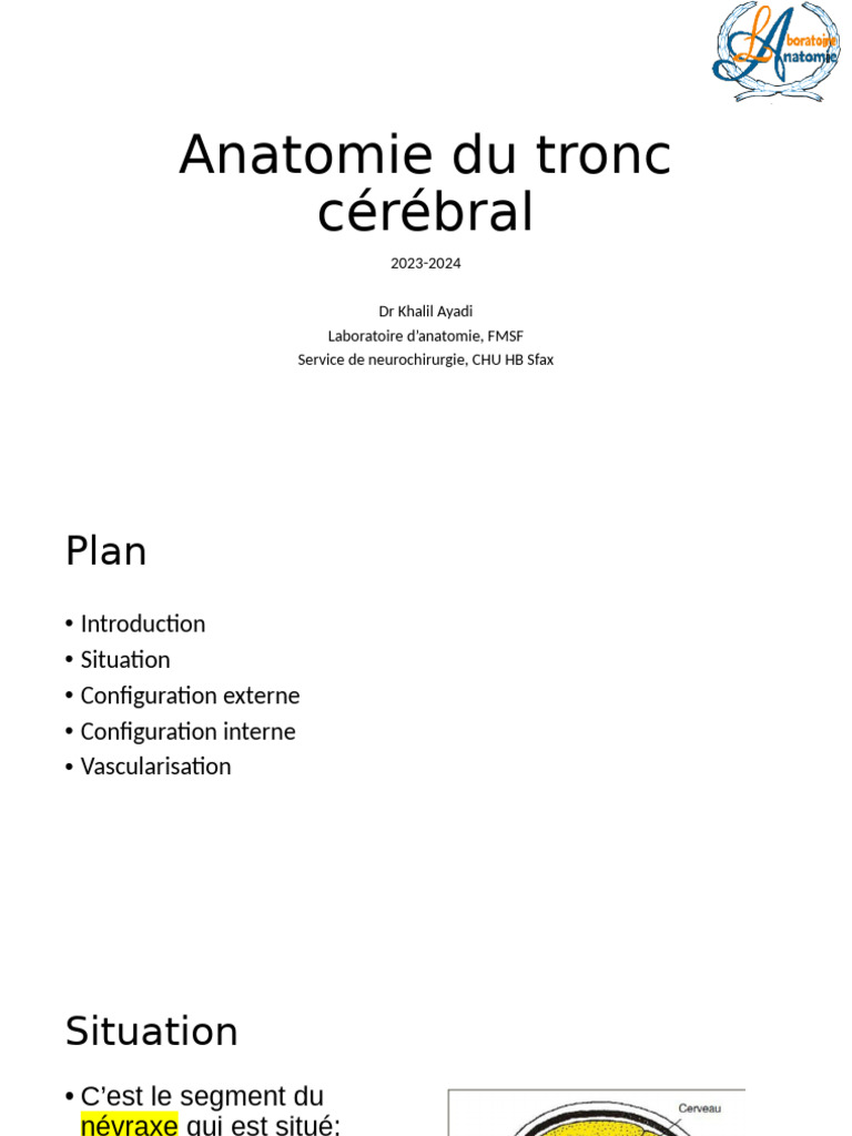 2 - Tronc Cerebral - Saif Cour Modifiee | PDF | Tronc cérébral | Cerveau