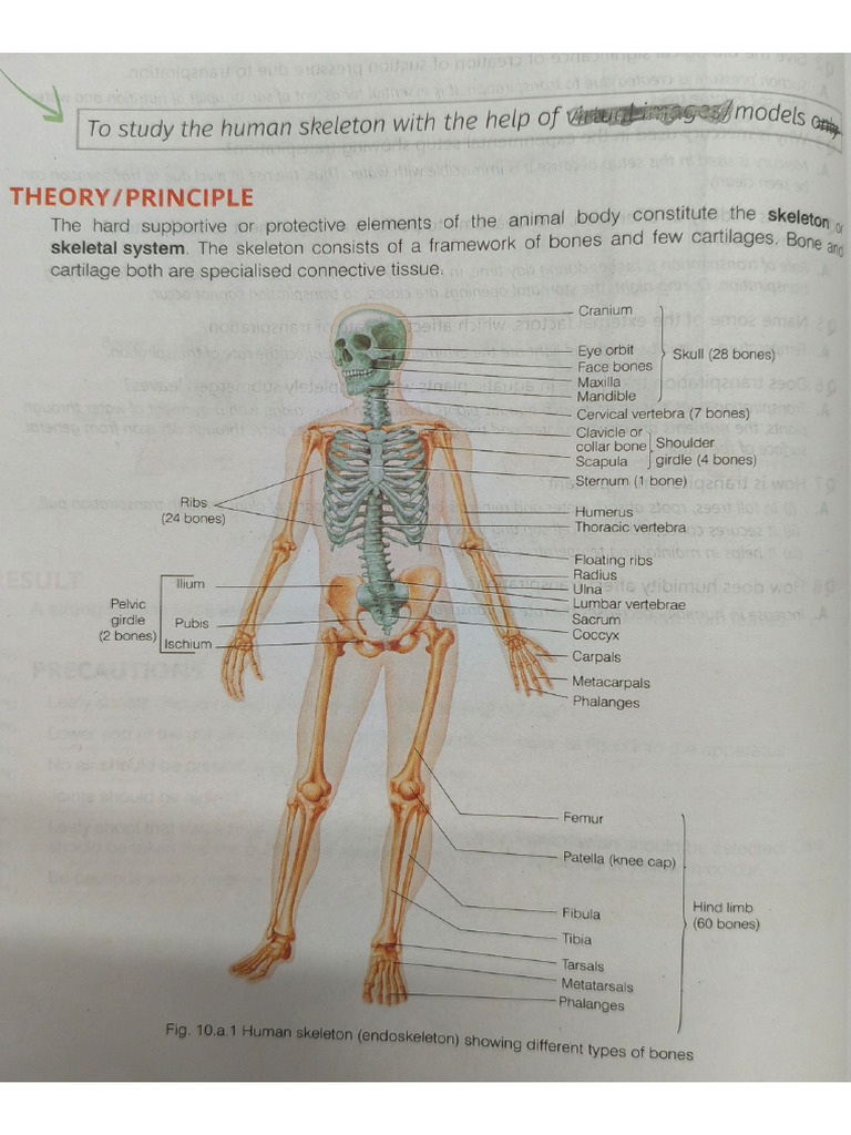 Practical XI Human Skeletal System | PDF